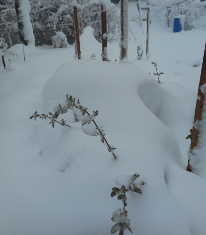 DSCN4780.жимолость.jpg