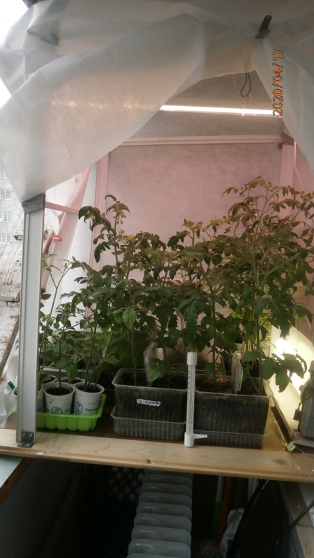 P4174845.JPG