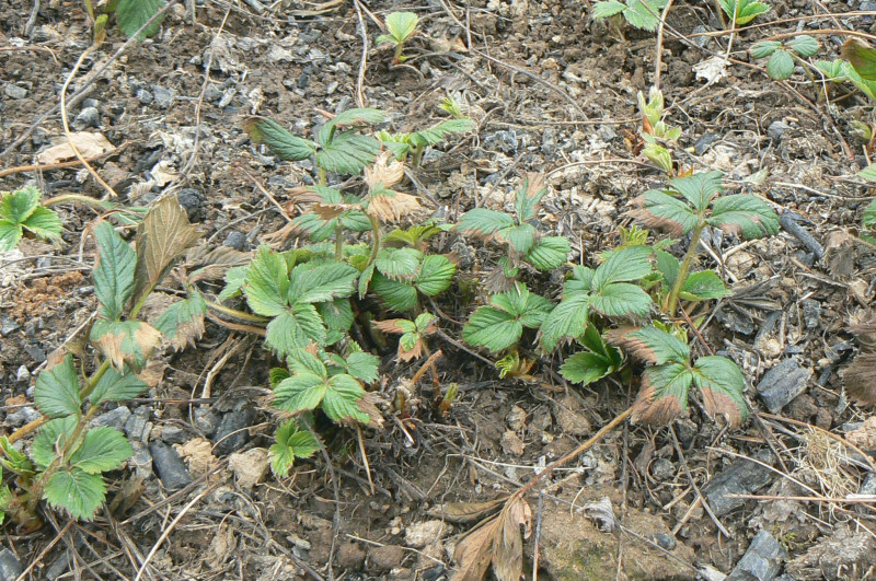 P1490743.JPG