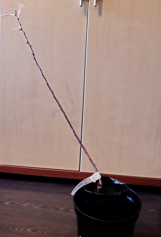 20200427_164632.jpg