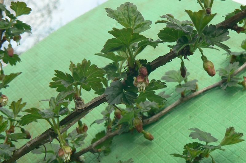 P1500258.JPG