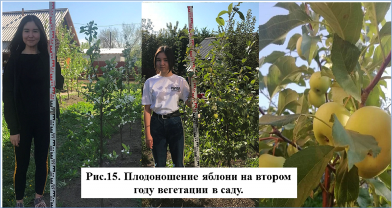 2-я вегет.png