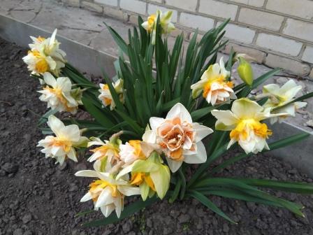 IMG_20200419_153905.jpg