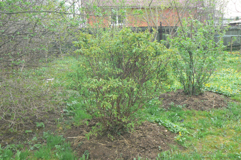 P1500199.JPG