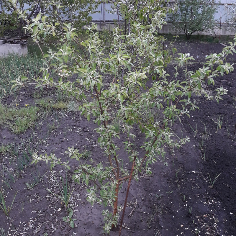 20200504_193106Хани  крисп.jpg