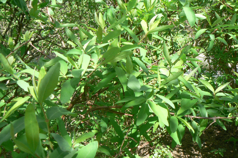 P1500495.JPG