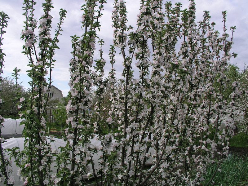 P5172966.JPG