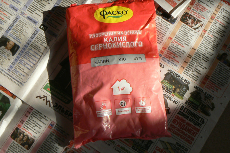 P1350344.JPG