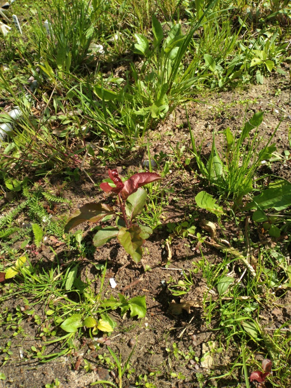 IMG_20200520_101350.jpg