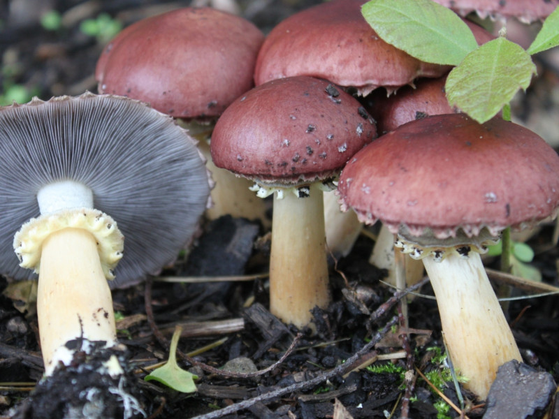 Stropharia_rugoso-annulata2.jpg