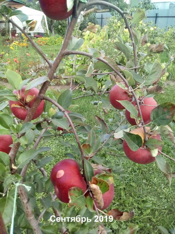 Redkroft_2019-09.jpg