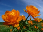 kartinki24_flowers_0009.jpg