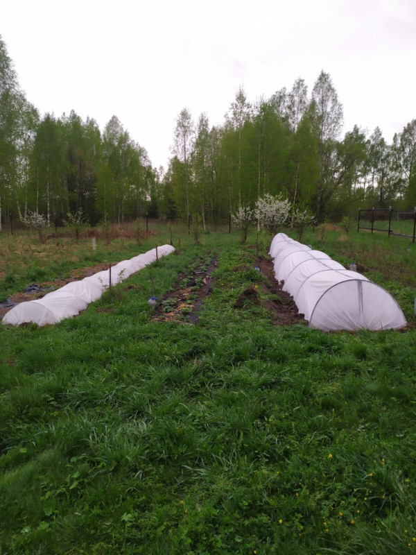 арбузы дыни_20200510_155814.jpg