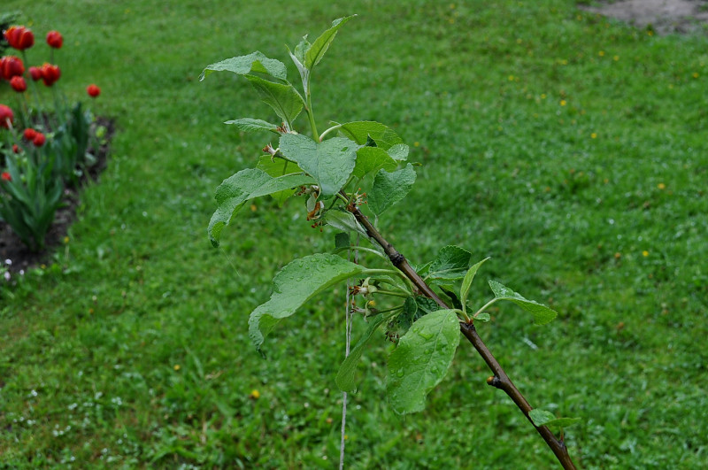 DSC_0527.JPG