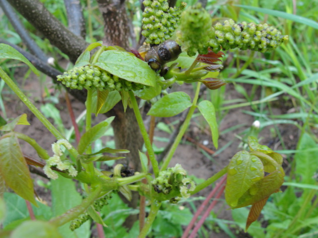 DSC06934.JPG