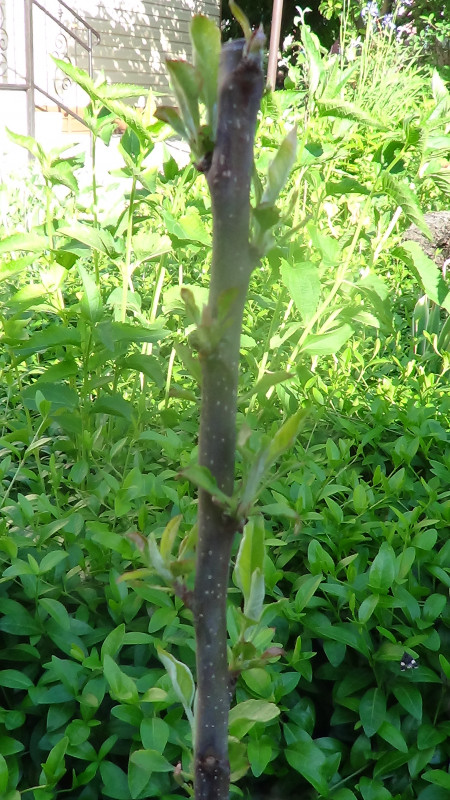 DSC02403.JPG