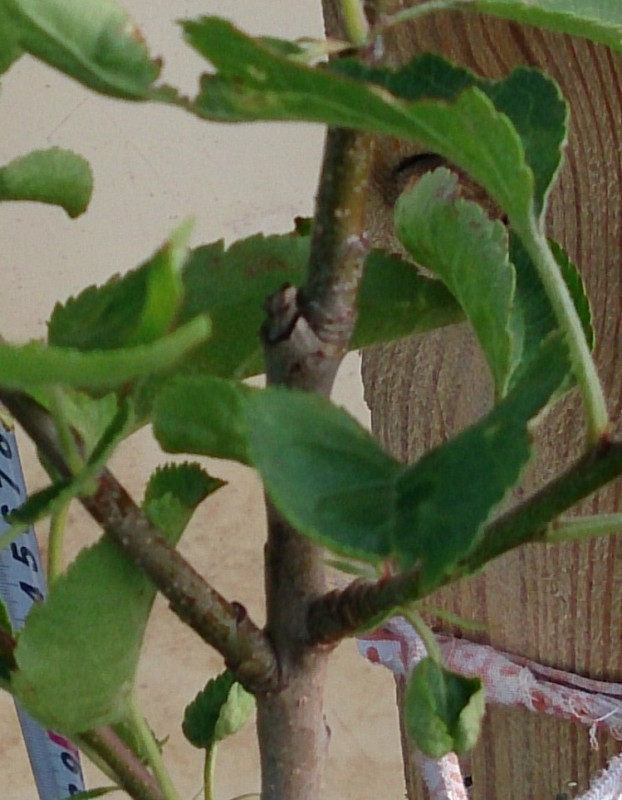 08,06,20 ябл Елена (4),.jpg