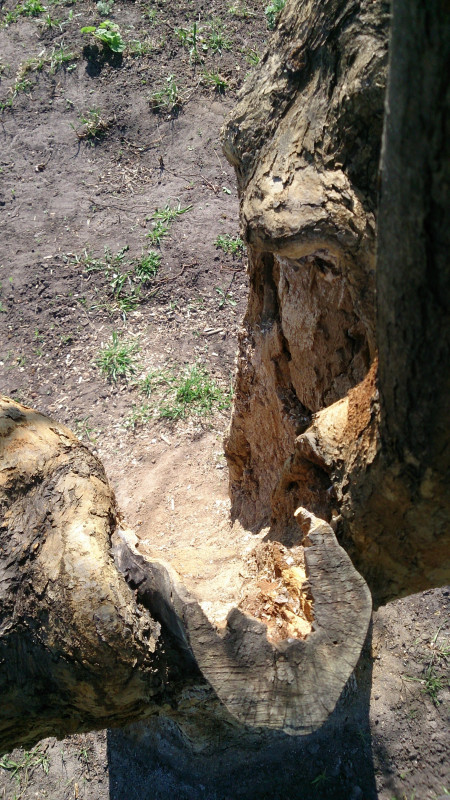 DSC_2505.jpg