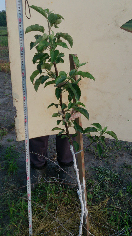 08,06,20 ябл Амброзия.jpg