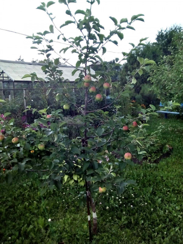 БЗ_2019-07.jpg