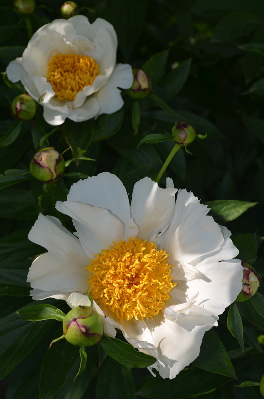 DSC_0152.jpg