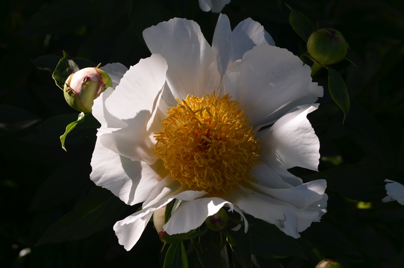 DSC_0005.jpg