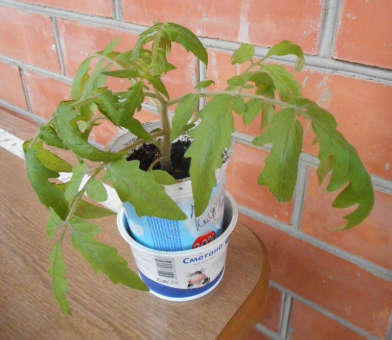 DSCN.монг.карлик.1.jpg