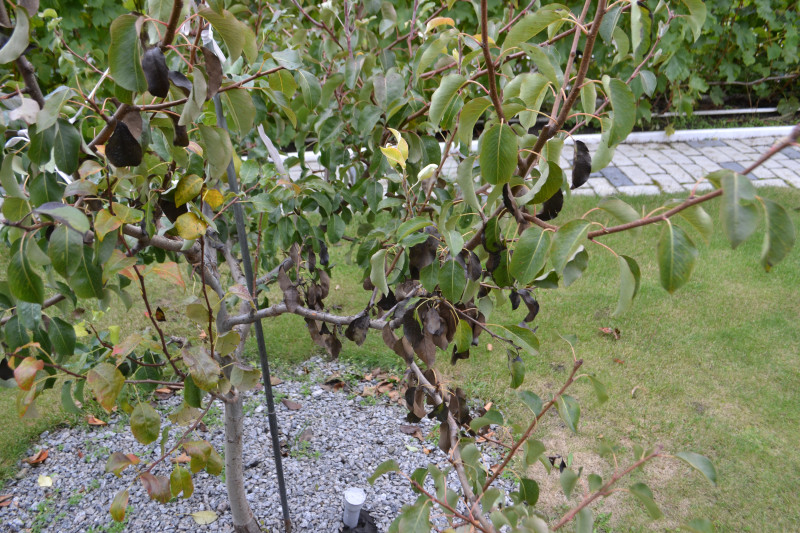 DSC_1047.JPG