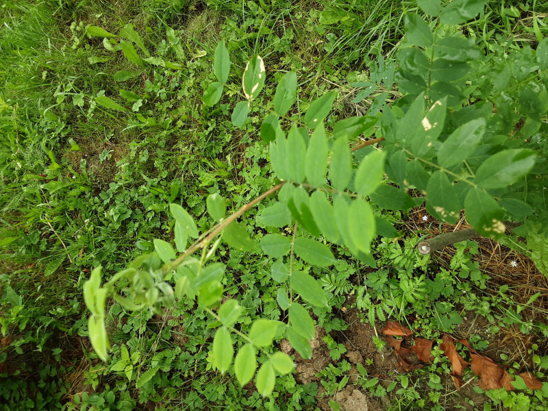 20200704_092841.jpg