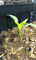 IMAG0056.jpg