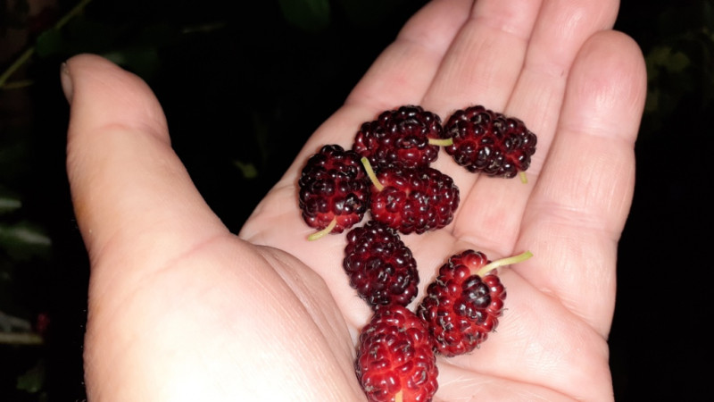 20200709_193153.jpg