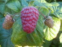 DSC00223.jpg