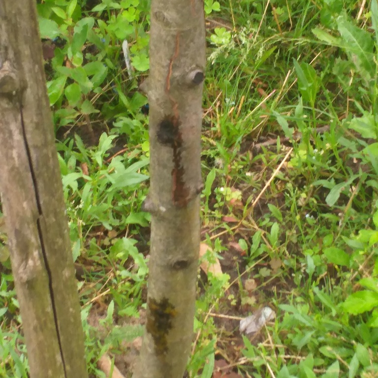 IMG_20200705_071232.jpg