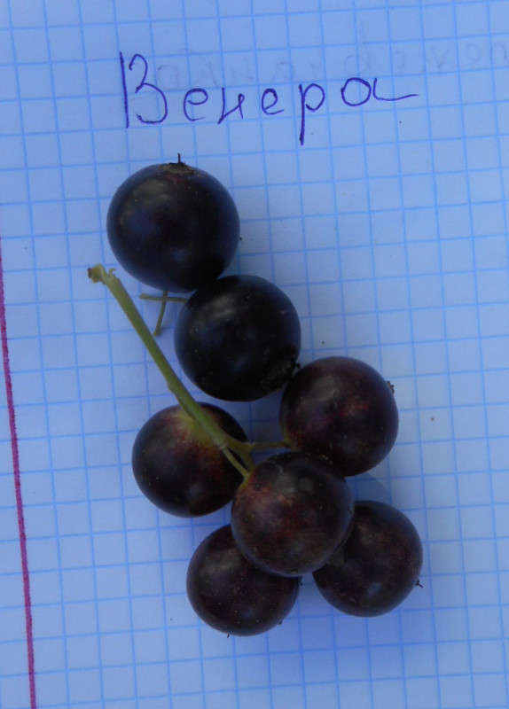 DSCNв.1.jpg