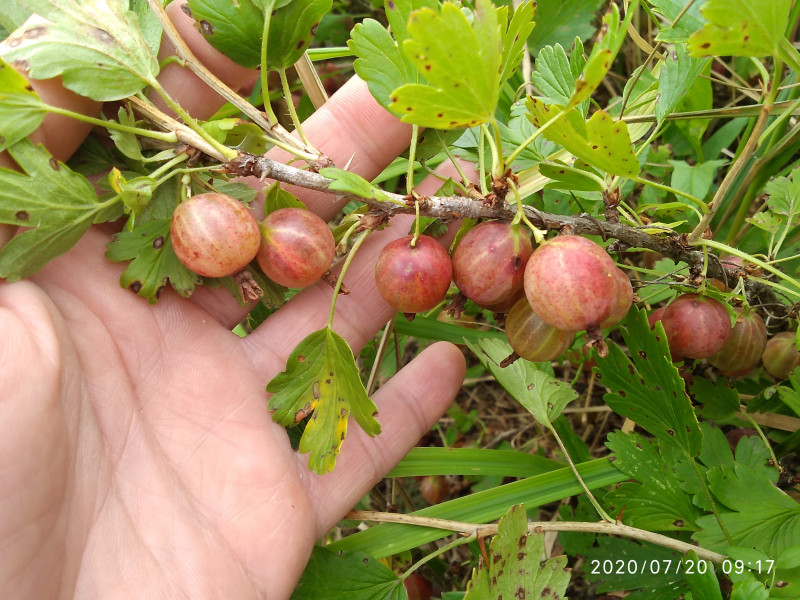 Сеянец Лефора