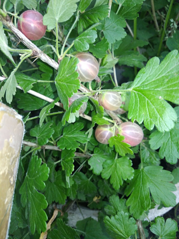 IMG_20200720_201222.jpg