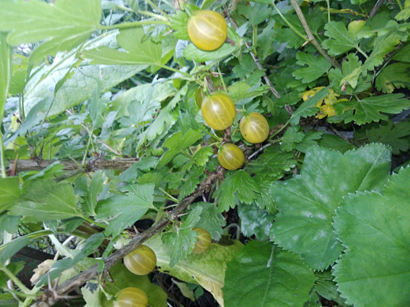 IMG_20200720_201127.jpg