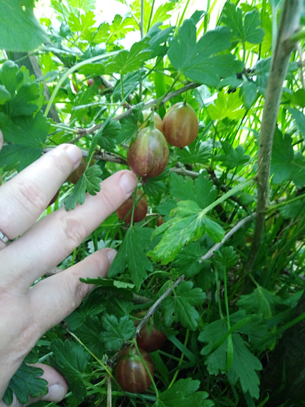IMG_20200720_195824.jpg