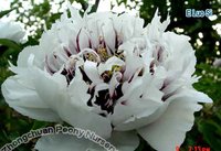 paeonia Russia.jpg