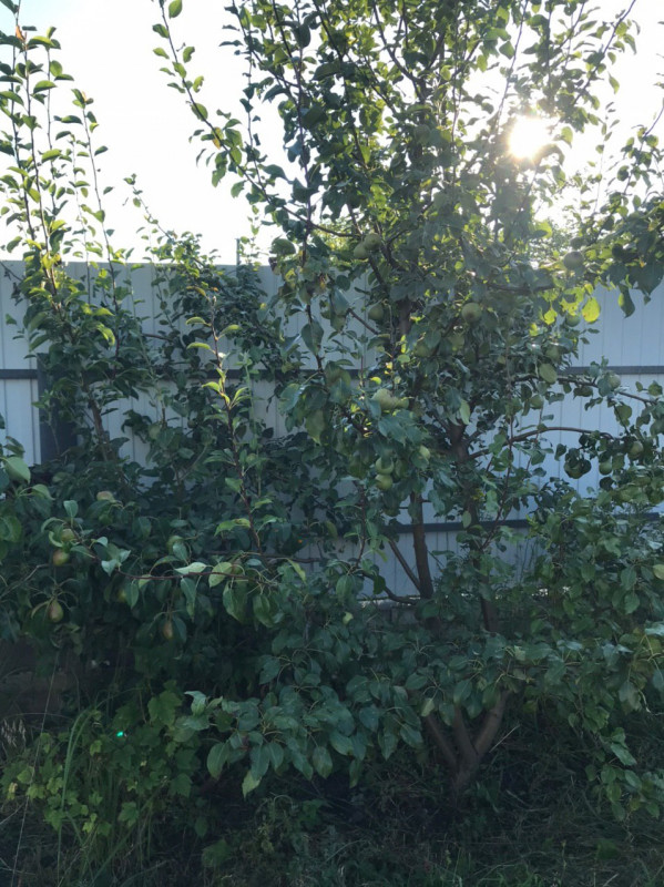IMG_20200720_112227_156.jpg