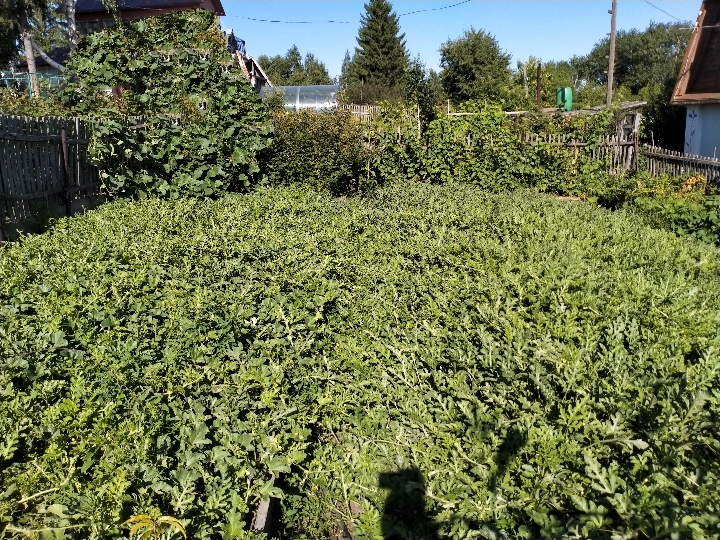IMG_20200723_220124.jpg