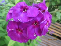IMG_1051.JPG