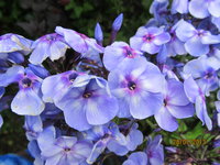 IMG_1042.JPG