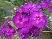 IMG_1084.JPG