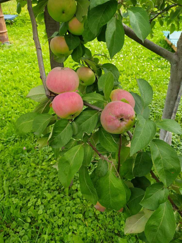 Орловим_2020-07-26.jpg