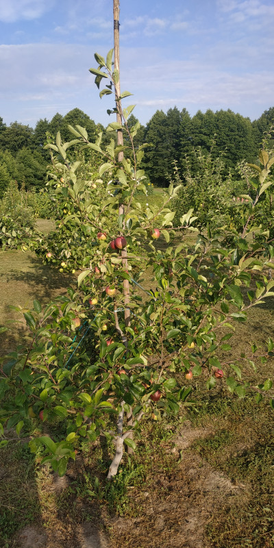 IMG_20200727_183850.jpg