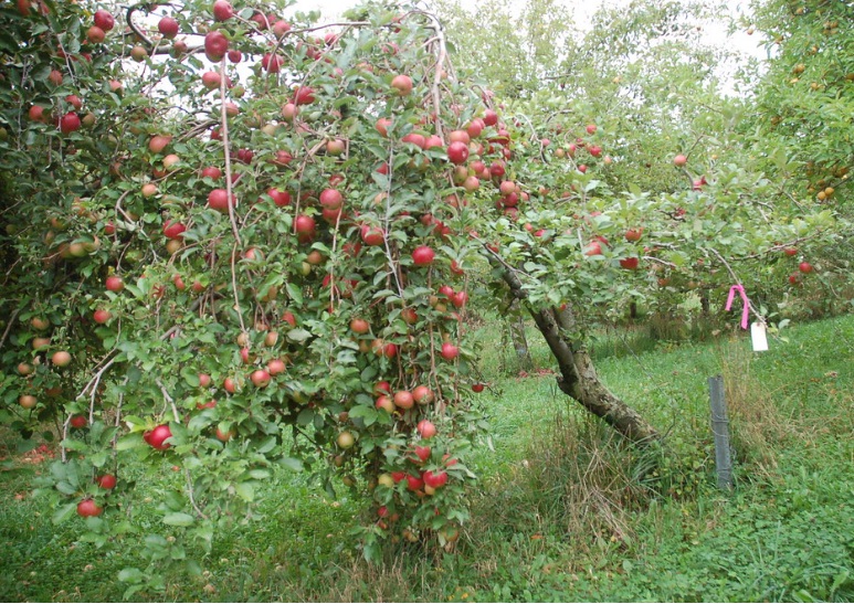 Connel_Red_1.jpg
