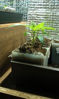 IMAG0080.jpg