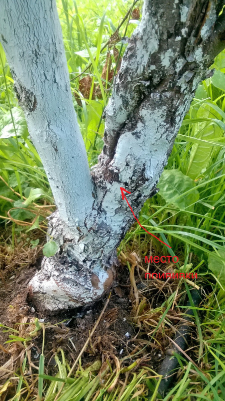WP_20200730_17_30_07_Pro.jpg