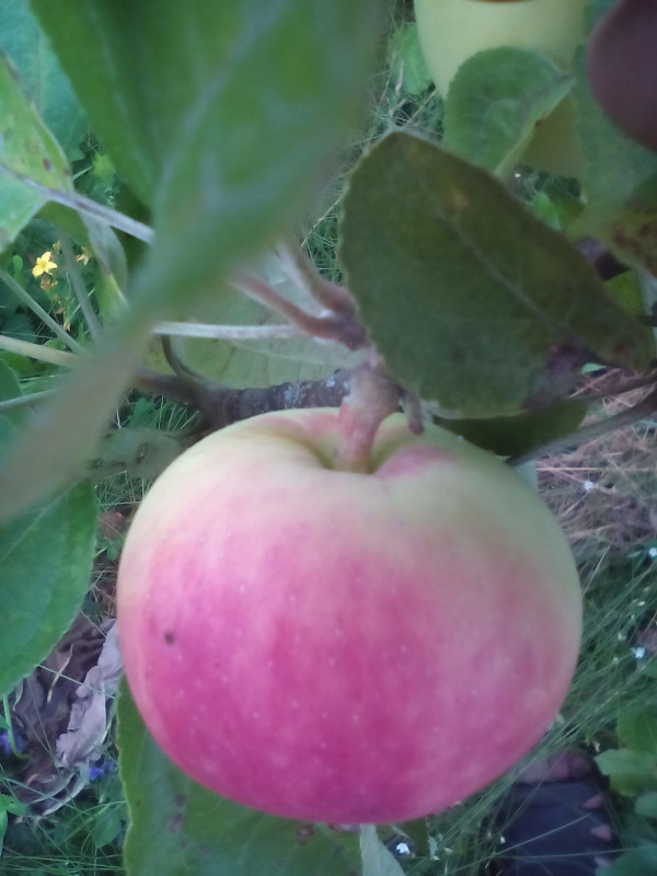IMG_20200725_161203.jpg